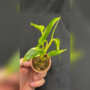 Preview: Epipremnum Kujang  »Yellow Flame«