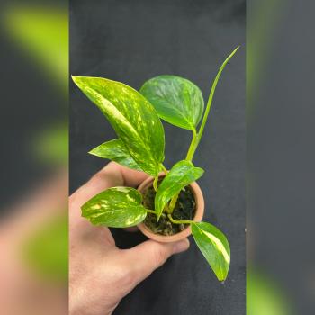 Preview: Epipremnum Kujang  »Yellow Flame«