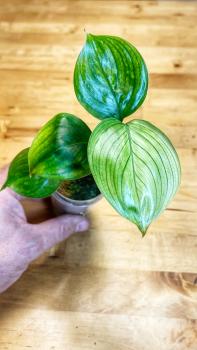 Preview: Scindapsus »White Monster«