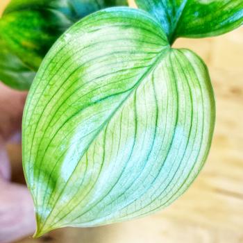 Preview: Scindapsus »White Monster«