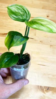 Preview: Scindapsus »White Monster«