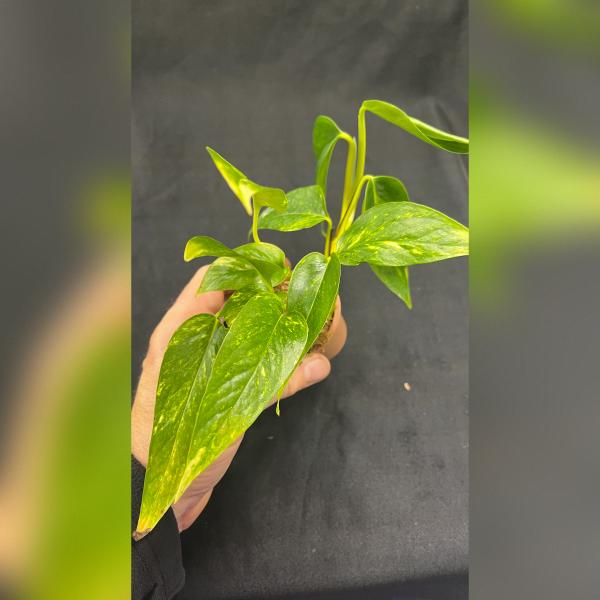 Epipremnum Kujang  »Yellow Flame«