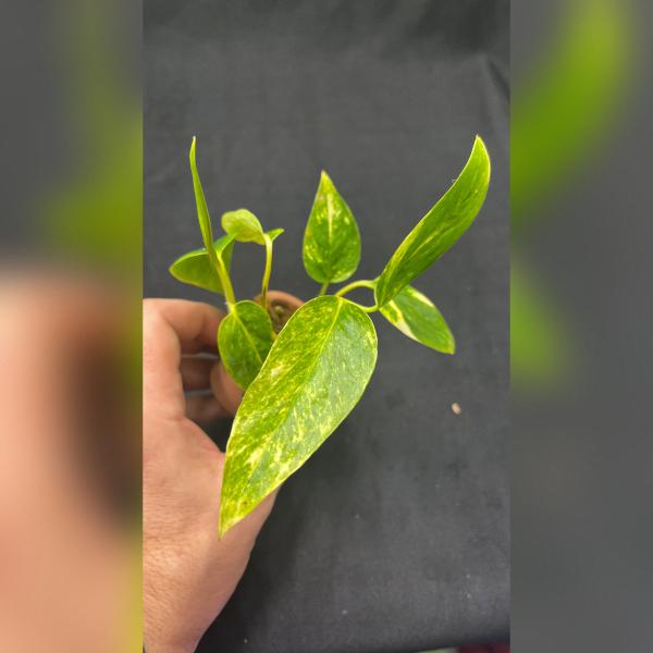 Epipremnum Kujang  »Yellow Flame«