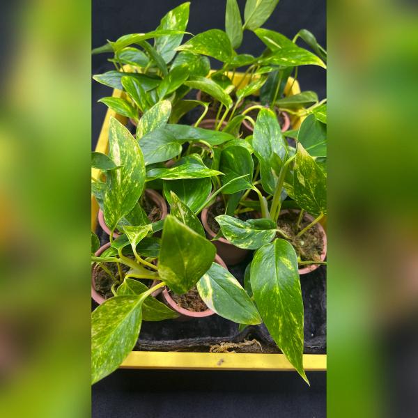 Epipremnum Kujang  »Yellow Flame«